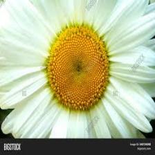 Daisy-Train (1012).jpeg