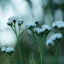Daisy-Train (1044).jpeg