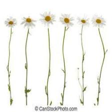 Daisy-Train (1068).jpeg