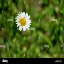 Daisy-Train (1117).jpeg
