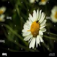 Daisy-Train (1156).jpeg