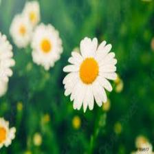 Daisy-Train (116).jpeg