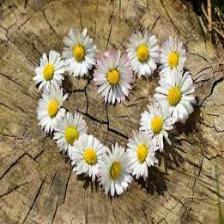 Daisy-Train (128).jpeg
