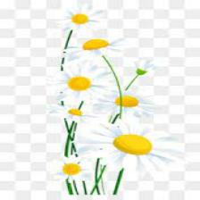 Daisy-Train (1394).jpeg