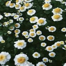 Daisy-Train (1429).jpeg