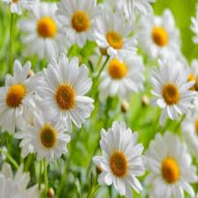 Daisy-Train (1431).jpeg
