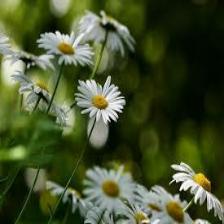 Daisy-Train (1436).jpeg