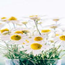 Daisy-Train (1465).jpeg