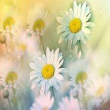Daisy-Train (193).jpeg