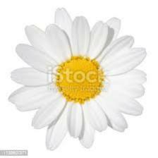 Daisy-Train (247).jpeg