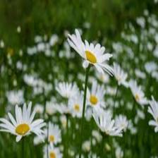 Daisy-Train (36).jpeg