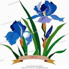 Iris-Train (1215).jpeg