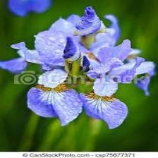 Iris-Train (1224).jpeg