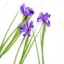 Iris-Train (1262).jpeg