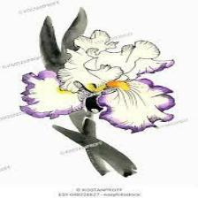 Iris-Train (1275).jpeg