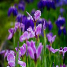 Iris-Train (1369).jpeg