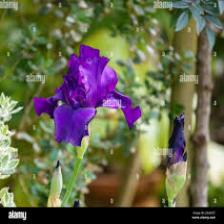 Iris-Train (1434).jpeg