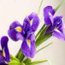 Iris-Train (161).jpeg