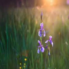 Iris-Train (17).jpeg