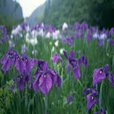 Iris-Train (174).jpeg