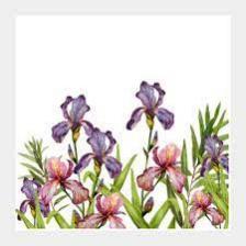 Iris-Train (178).jpeg