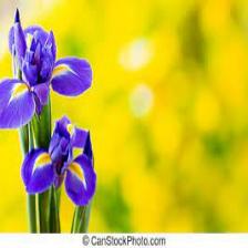Iris-Train (286).jpeg