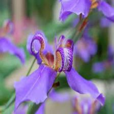 Iris-Train (289).jpeg