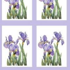 Iris-Train (398).jpeg