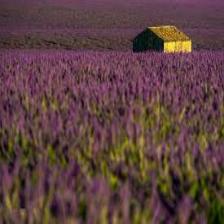 Lavender-Train (1363).jpeg