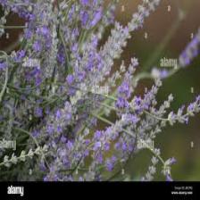 Lavender-Train (1454).jpeg