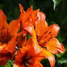 Lily-Train (14).jpeg