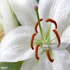 Lily-Train (1415).jpeg
