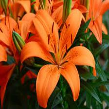 Lily-Train (164).jpeg