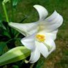 Lily-Train (363).jpeg