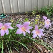 Lily-Train (379).jpeg