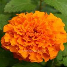 Marigold-Train (1200).jpeg