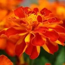 Marigold-Train (1215).jpeg