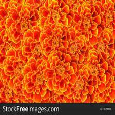Marigold-Train (1404).jpeg