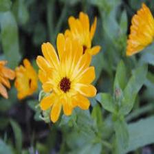 Marigold-Train (217).jpeg