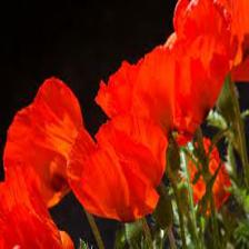 Poppy-Train (1095).jpeg