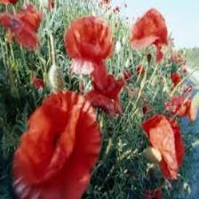 Poppy-Train (1101).jpeg