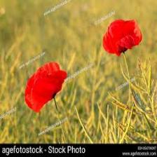 Poppy-Train (1156).jpeg