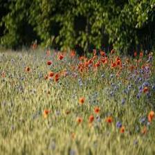 Poppy-Train (1209).jpeg