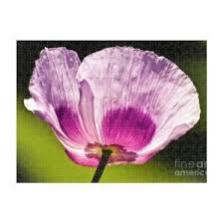 Poppy-Train (125).jpeg