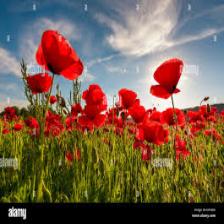 Poppy-Train (1337).jpeg