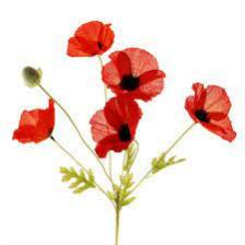 Poppy-Train (1367).jpeg