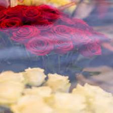 Rose-Train (1271).jpeg