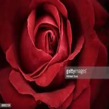 Rose-Train (134).jpeg