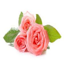 Rose-Train (1405).jpeg