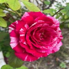 Rose-Train (165).jpeg